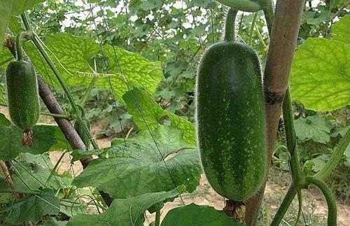 吃瓜的视频深意怎么写,吃瓜视频背后的社会现象解析