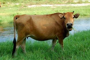 牛吃瓜骂人视频播放,网友纷纷留言骂人场面引热议