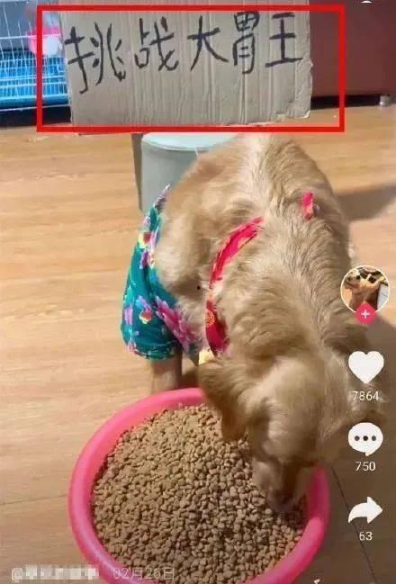 茭瓜可以给狗吃吗视频,狗狗的健康美食新选择？