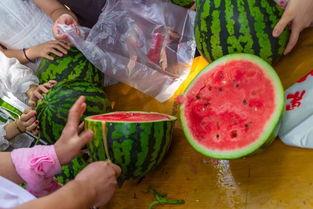 吃瓜的视频创意,揭秘吃瓜视频背后的趣味与智慧