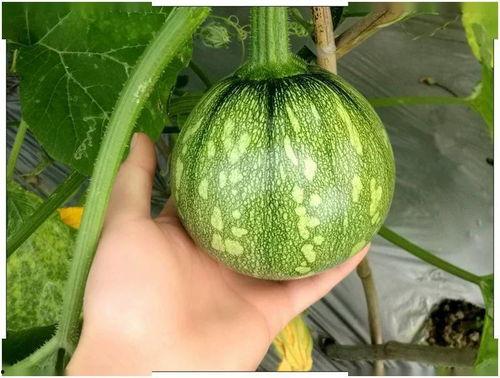 浙江人吃蒲瓜视频是真的吗,真相揭秘