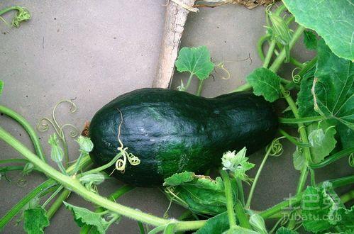 中美貘吃哈密瓜视频大全